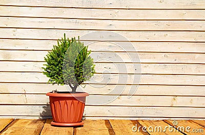 Scandinavian comfort. Wooden porch, Spruce in a pot. Stock Photo