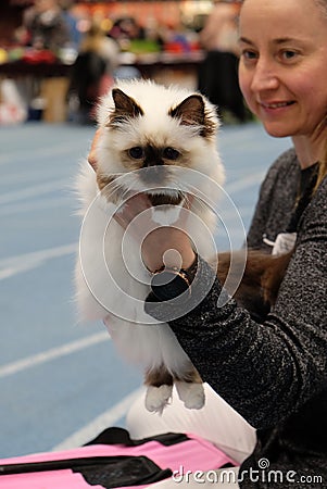 Scandinavian Winner cat Show participant waiting for the own turn to be presented, close portrait, Tampere 16-17 April 2022 Editorial Stock Photo