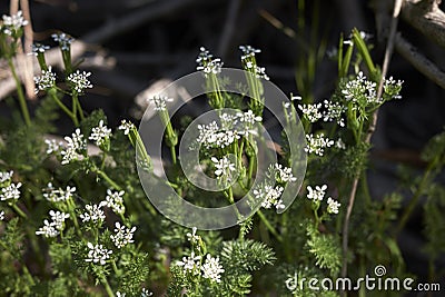 Scandix pecten-veneris in bloom Stock Photo