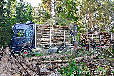 Scania Logging truck loading pine trees in the forest Editorial Stock Photo