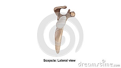 Scapula Lateral View Stock Photo