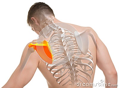 Scapula Man Anatomy isolated on white Stock Photo
