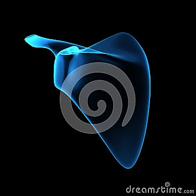 Scapula Stock Photo