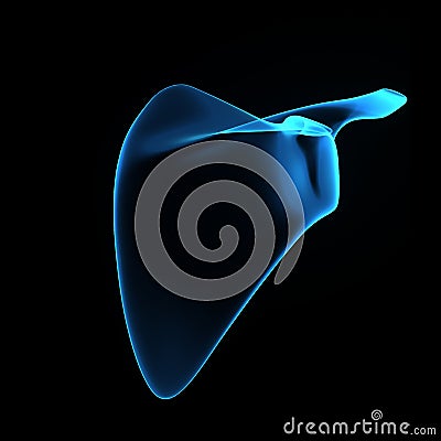 Scapula Stock Photo