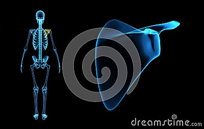 Scapula Stock Photo