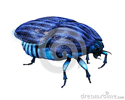 Scarab Bug Stock Photo