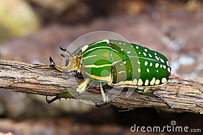 Scarabaeid Beetles Chelorrhina polyphemus Stock Photo