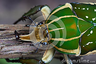 Scarabaeid Beetles Chelorrhina polyphemus Stock Photo