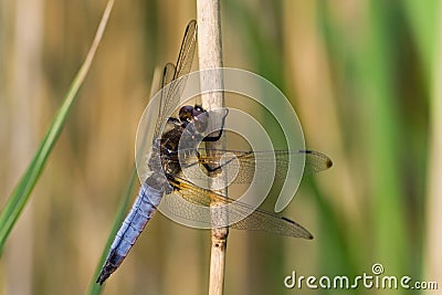 Scarce chaser Stock Photo