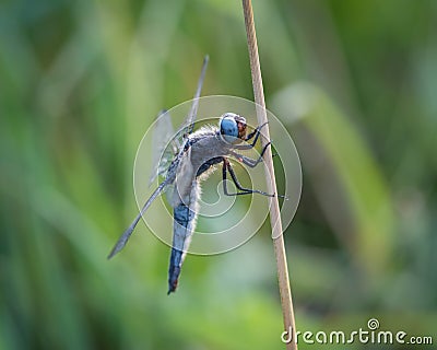 Scarce chaser dragonfly libelulla fulva on the straw in the meadow. Stock Photo