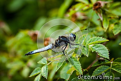 Scarce chaser dragonfly Stock Photo