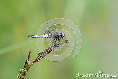 A scarce chaser dragonfly resting near water Stock Photo