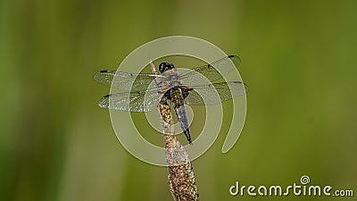Four-spotted Chaser (Libellula quadrimaculata). Dragonfly basking in the sun on a plant stem. Macro photo, close-up Stock Photo