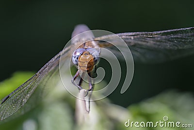 Scarce chaser - macro - front view Stock Photo