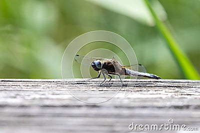 Scarce chaser Stock Photo