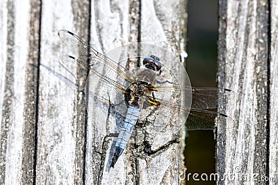 Scarce chaser Stock Photo