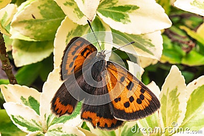 The scarce copper is a butterfly of the family Lycaenidae. Lycaena virgaureae sitting on a green plant. Butterfly macrophotograph Stock Photo
