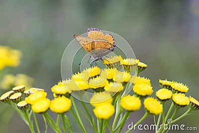 Scarce Copper butterfly on Tansy Flower Stock Photo