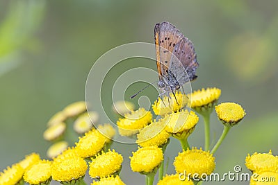 Scarce Copper butterfly on Tansy Flower Stock Photo