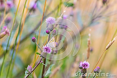 Scarce Copper Editorial Stock Photo