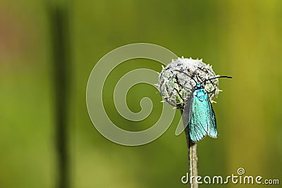 Scarce forester moth Stock Photo
