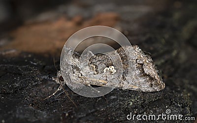 Scarce silver Y, Syngrapha interrogationis on burnt pine bark Stock Photo