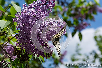 A Scarce Swallowtail butterfly on a purple lilac flower on a sunny spring day in the garden Stock Photo