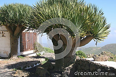 Characteristic Dragon trees (Dracaena) at Canary Islands, Spain Stock Photo