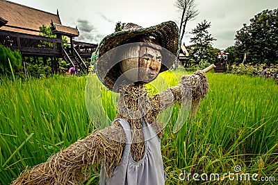 A scarecrow wearing Thai clothes in a rice paddy with Thai house in the background. Editorial Stock Photo