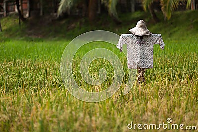 Scarecrow Stock Photo