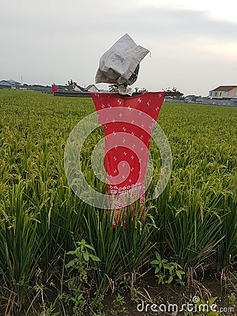 A Scarecrow guarding the field rice Stock Photo