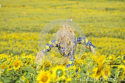 Scarecrow guarding sunflower fields Stock Photo