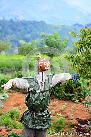 Scarecrow In A Vegetable Garden In Sri Lanka Stock Photo