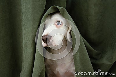 Scared or afraid puppy dog wrapped with a green curtain Stock Photo