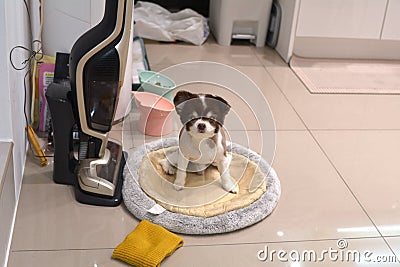 Scared brown chihuahua hiding everywhere Stock Photo