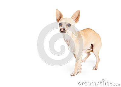 Scared Chihuahua Dog Standing Stock Photo