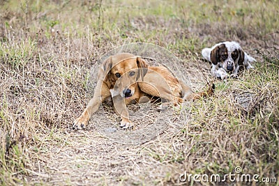 Frightened street dogs in the park lie on the grass. Stock Photo