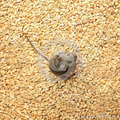 Scared gray rodent mouse sitting on a stock of wheat grains and spoil the harvest Stock Photo