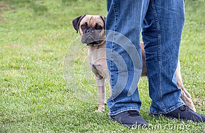 Scared, shy puppy hides behind his owner Stock Photo