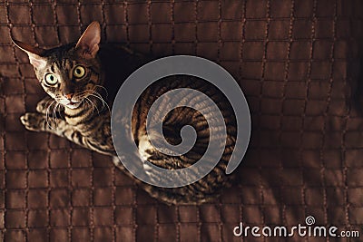 Scared stripped cat lies on a brown carpet Stock Photo