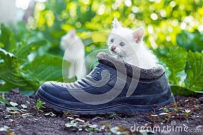 Scared white kitten sitting in old boot Stock Photo