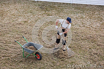 Scarifying lawn with rake and scarifier, Man gardener scarifies the lawn and removal of old grass Stock Photo