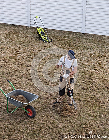 Scarifying lawn with rake and scarifier, Man gardener scarifies the lawn and removal of old grass Stock Photo