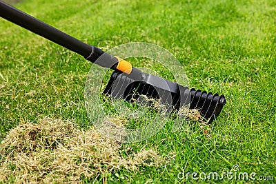 scarifying lawn with scarifier rake. dead grass removal Stock Photo