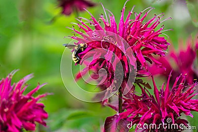 Scarlet Beebalm and Bee Stock Photo