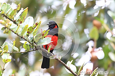 Scarlet-bellied Mountain Tanager Stock Photo
