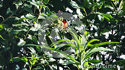 Scarlet-bellied mountain tanager in a bush Stock Photo