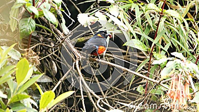 Scarlet-bellied mountain tanager in a bush Stock Photo