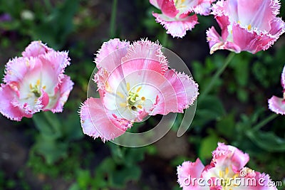 blooming tulip flowers, different varieties, growing in a meadow Stock Photo