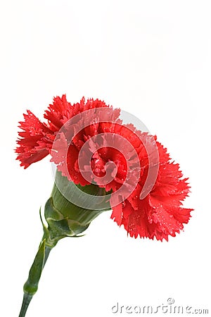 Scarlet Carnation Royalty Free Stock Photography - Image: 13845747